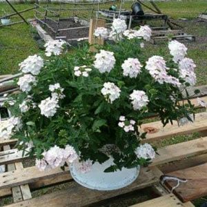 Meet your Posher, Johnnie